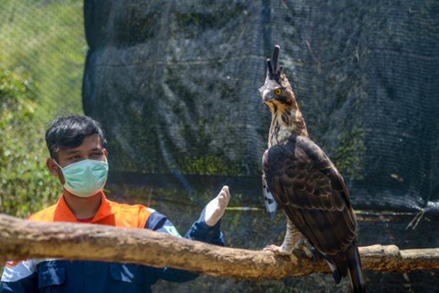 Wilmar Group Lakukan Konservasi Burung Pemangsa di Kalimantan